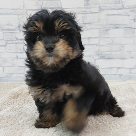 125463 MIX(チワワ×トイプードル)