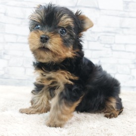 125468 ヨークシャテリア