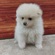 125470  MIX(ポメラニアン×マルチーズ)