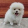 125470  MIX(ポメラニアン×マルチーズ)