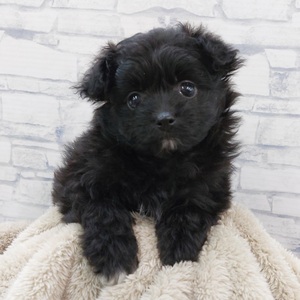 125471 MIX(ポメラニアン×トイプードル)