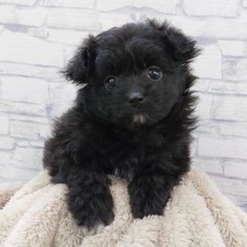 125471 MIX(ポメラニアン×トイプードル)