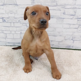 125472 ミニチュアピンシャー