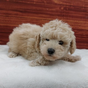 125474 トイプードル