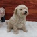 125474 トイプードル