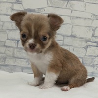 ペッツマックス唐津店