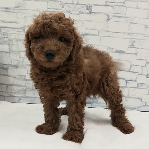 125478 トイプードル