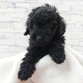トイプードル