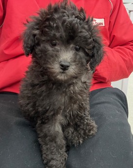 125451　トイプードル