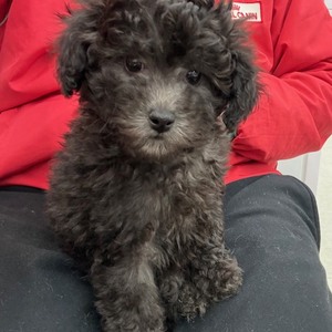 125451　トイプードル