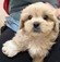 125455 MIX（ペキニーズ×トイプードル）