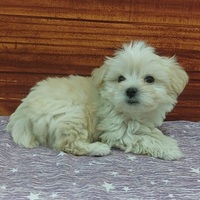 ペットアミ佐世保店