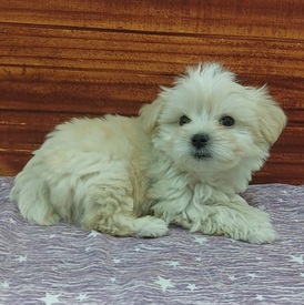 125456 MIX（マルチーズ×トイプードル）