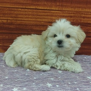 125456 MIX（マルチーズ×トイプードル）