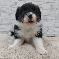 ペットアミ伊万里店