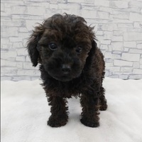 わんわんペットセンター