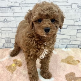 126006 トイプードル