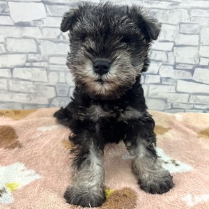 126007 ミニチュアシュナウザー