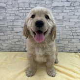 ゴールデンレトリーバー 