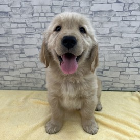 126009 ゴールデンレトリーバー 