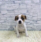 ジャックラッセルテリア