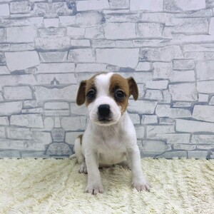 126013 ジャックラッセルテリア