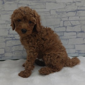 126001 トイプードル