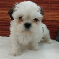 ペットアミ佐世保店