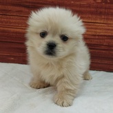 MIX(ダックス×ペキニーズ)