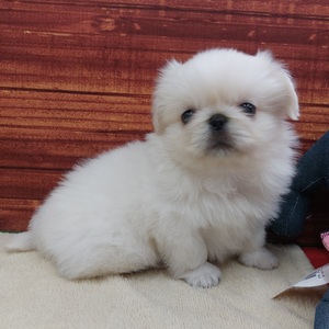 126018 ペキニーズ