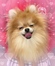 125170 ポメラニアン
