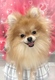 125170 ポメラニアン