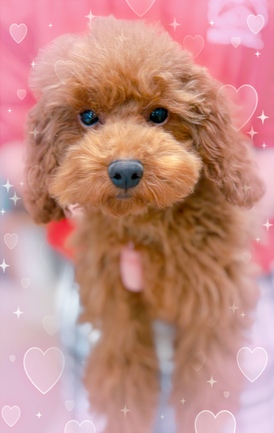 125380 トイプードル