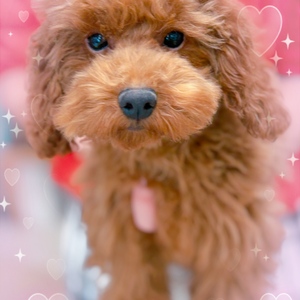 125380 トイプードル