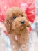 125380 トイプードル