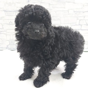 126002 トイプードル