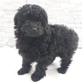 126002 トイプードル