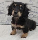 ミニチュアダックスフンド