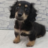 わんわんペットセンター