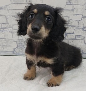 126014 ミニチュアダックスフンド