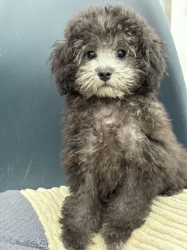 125451　トイプードル