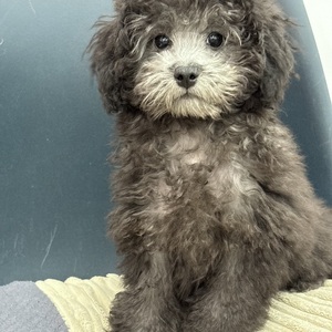 125451　トイプードル