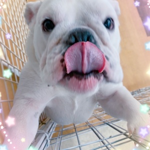 125015 ブルドッグ