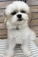 125026 マルシー(マルチーズ×シーズー)