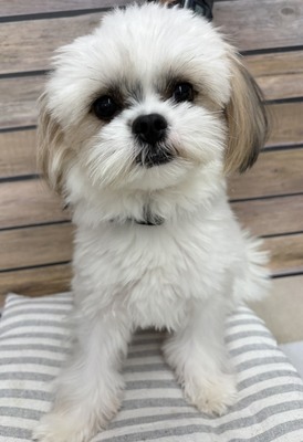 125026 マルシー(マルチーズ×シーズー)