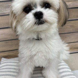 125026 MIX(マルチーズ×シーズー)