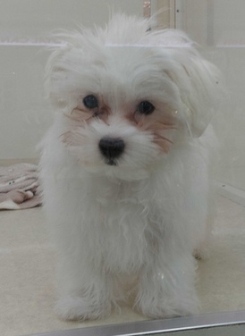 125411 マルチーズ