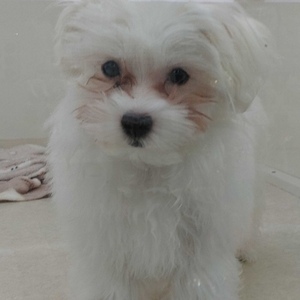 125411 マルチーズ