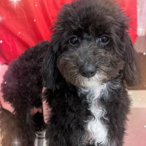 125403 トイプードル