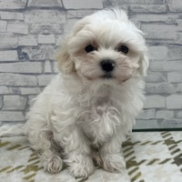 わんわんペットセンター